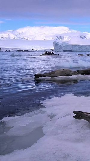 南极冰川上的可爱海豹实拍4秒视频