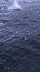 海洋中跳跃的海豚视频