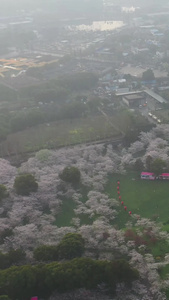 航拍武汉樱花园美景视频