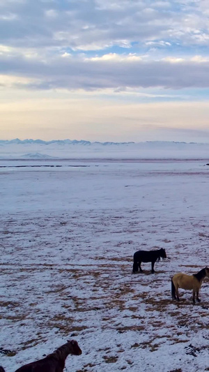 马儿在冬天的草原上飞驰9秒视频