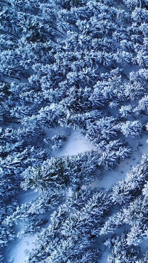 冬季雪景云杉树垂直航拍16秒视频