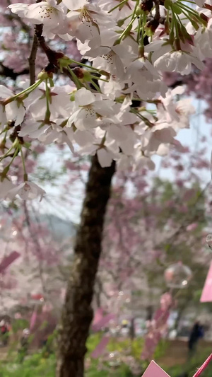 桃花节上的风铃慢镜头合集32秒视频