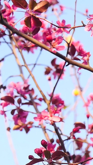 春暖花开60秒视频