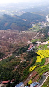 航拍乡村油菜花视频