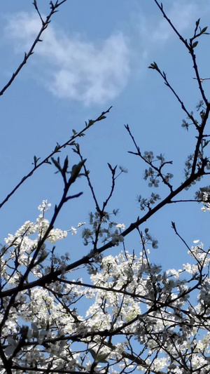 春暖花开9秒视频