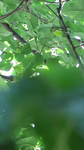 实拍夏季树影光晕空镜头视频