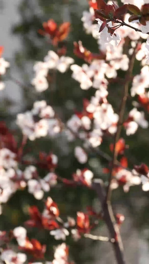 樱花合集22秒视频