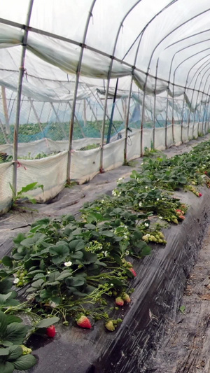 草莓种植基地15秒视频