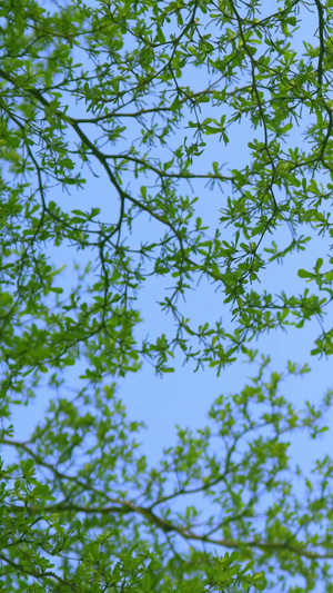 绿色树叶背景植物清新环境30秒视频