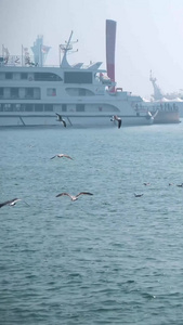 实拍青岛奥帆基地的海鸥升格镜头视频