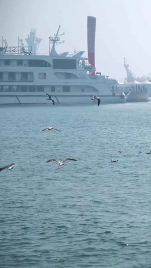 实拍青岛奥帆基地的海鸥升格镜头22秒视频