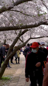 实拍樱花公园赏樱人群视频
