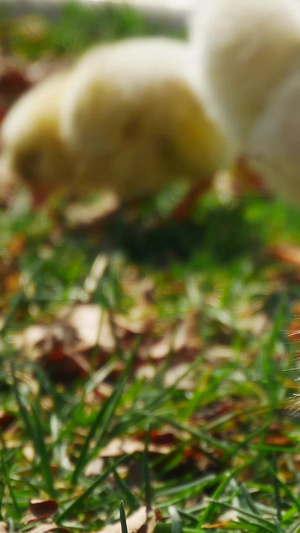 动物小鸡拍摄104秒视频