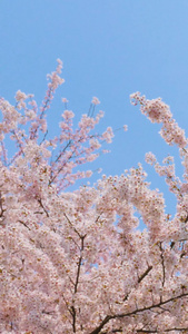 清新盛开樱花[沁人心脾]视频