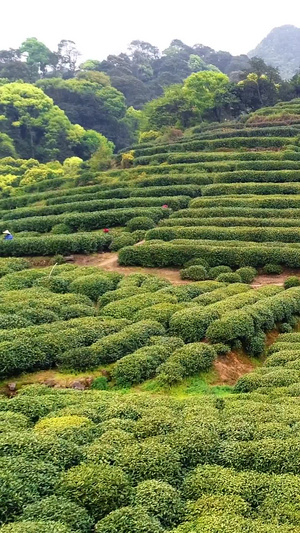 山茶采茶茶园航拍视频32秒视频