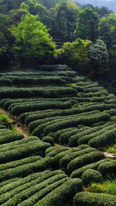 采春茶采山茶视频