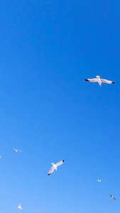 天空自由翱翔的海鸥素材视频