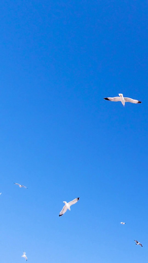 天空自由翱翔的海鸥素材16秒视频