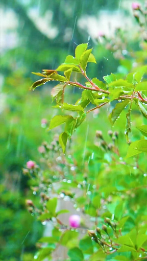 升格春意雨打绿植155秒视频