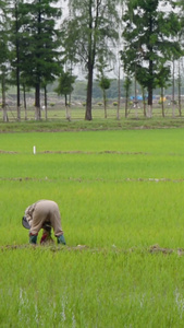 农民们在水稻田插秧视频