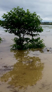 暴雨洪涝灾害视频