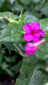 花朵雨滴视频