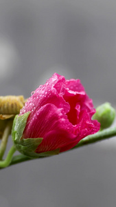 雨中花朵视频