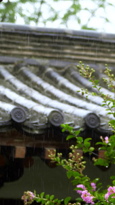  雨天景观视频