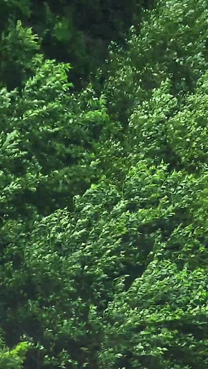 暴风雨行人交通51秒视频