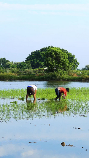 农民插秧水稻种植延时17秒视频
