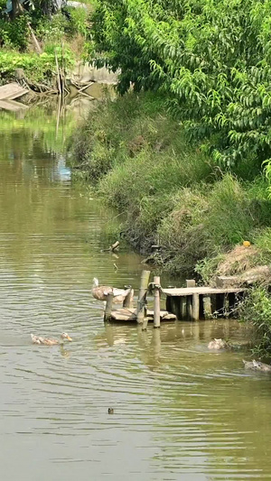 农村鸭子养殖18秒视频