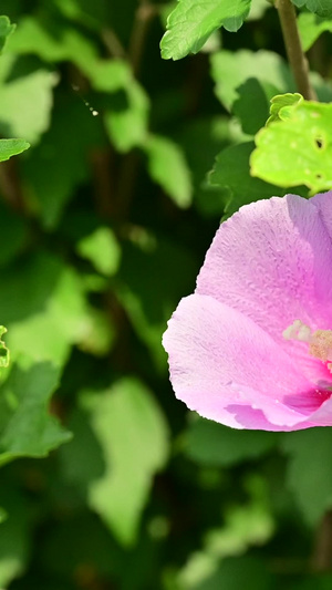 花朵合集16秒视频