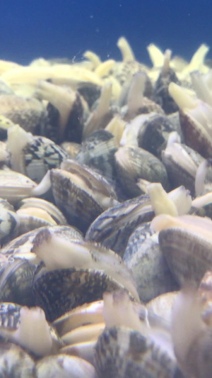 海鲜蟹季节20秒视频