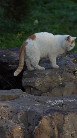 公园的猫53秒视频