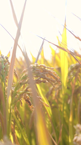 阳光下的水稻田视频