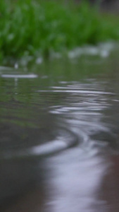 雨水雨滴特写升格[复名]视频