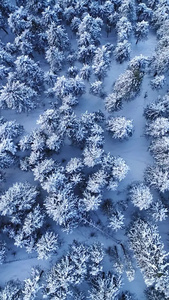 冬季雪景云杉树垂直航拍视频