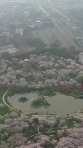 航拍武汉樱花园美景视频