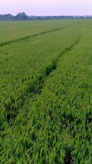 大片水稻 科学种田航拍36秒视频