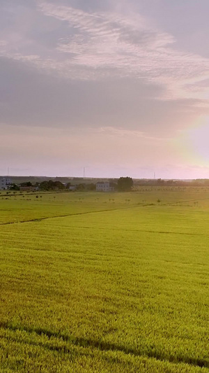 夕阳下的农田全景航拍14秒视频