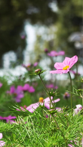 格桑花海视频