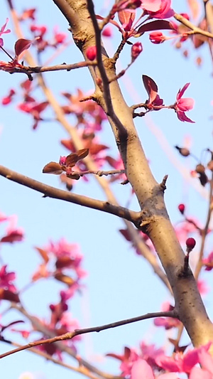 春暖花开60秒视频