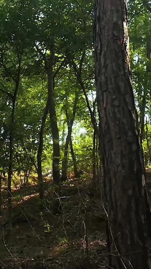 森林阳光29秒视频