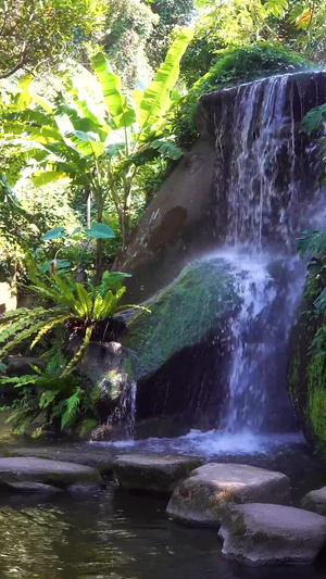 厦门植物园热带雨林景区合集53秒视频