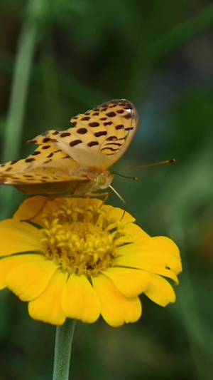 春天蝴蝶蜜蜂采蜜47秒视频