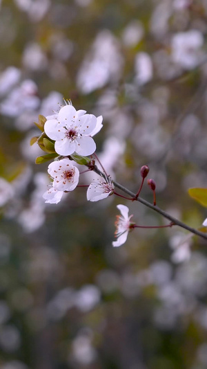 武汉的樱花开了14秒视频