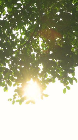 阳光穿过树叶37秒视频