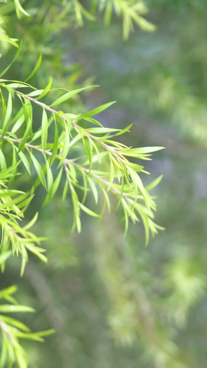 春夏天的叶子春分嫩芽15秒视频