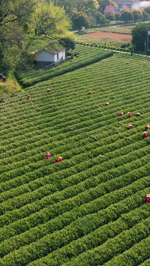 航拍采茶时节茶民采茶150秒视频