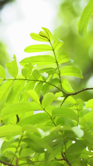 春天新生的树叶12秒视频
